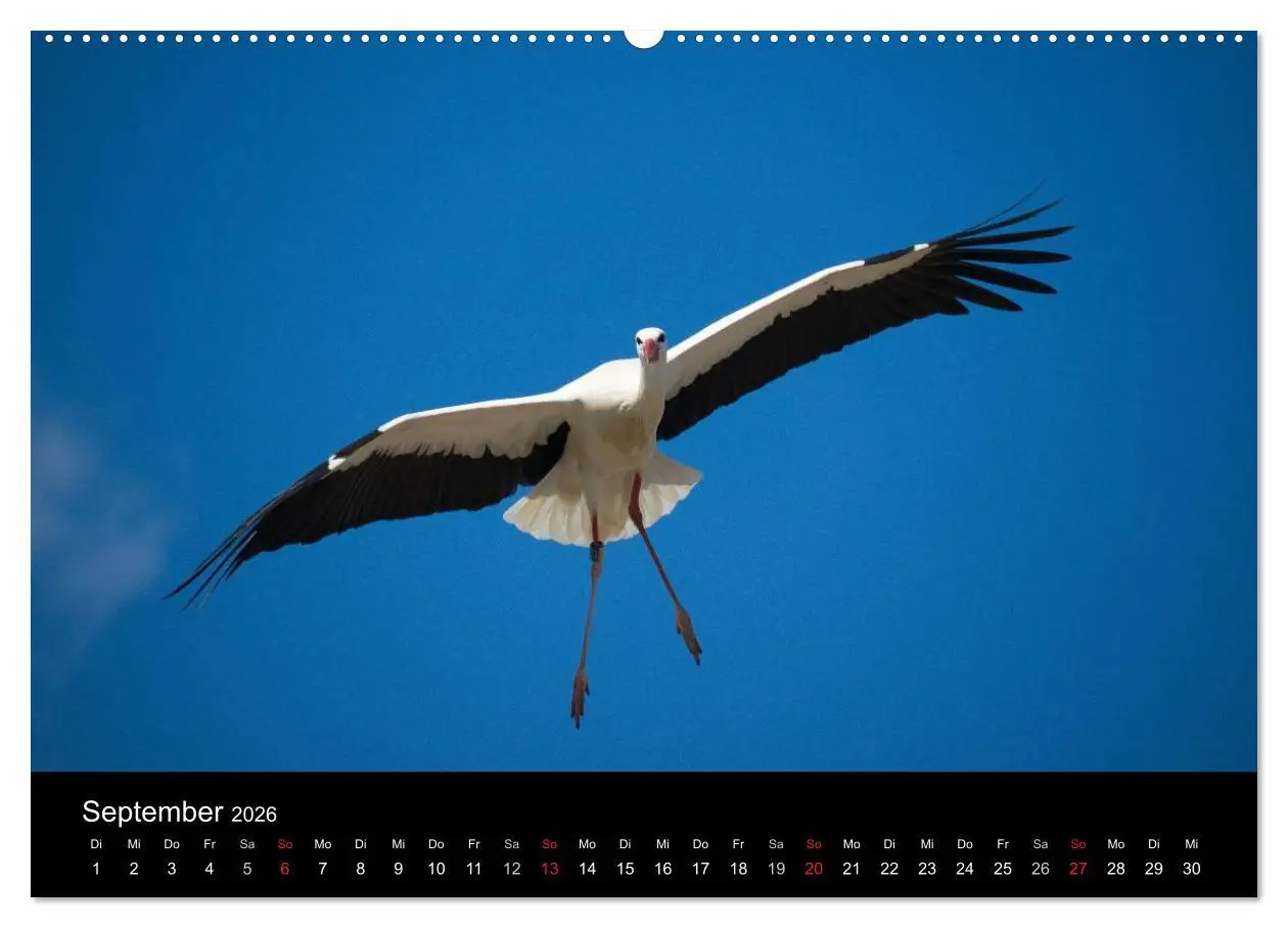 Bild: 9783457993118 | Ein Jahr bei den Störchen (hochwertiger Premium Wandkalender 2026...