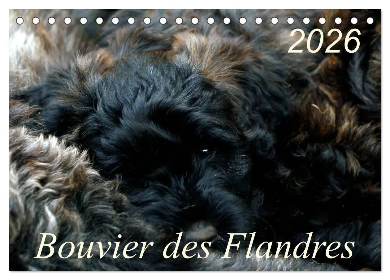 Cover: 9783516223118 | Bouvier des Flandres (Tischkalender 2026 DIN A5 quer), CALVENDO...