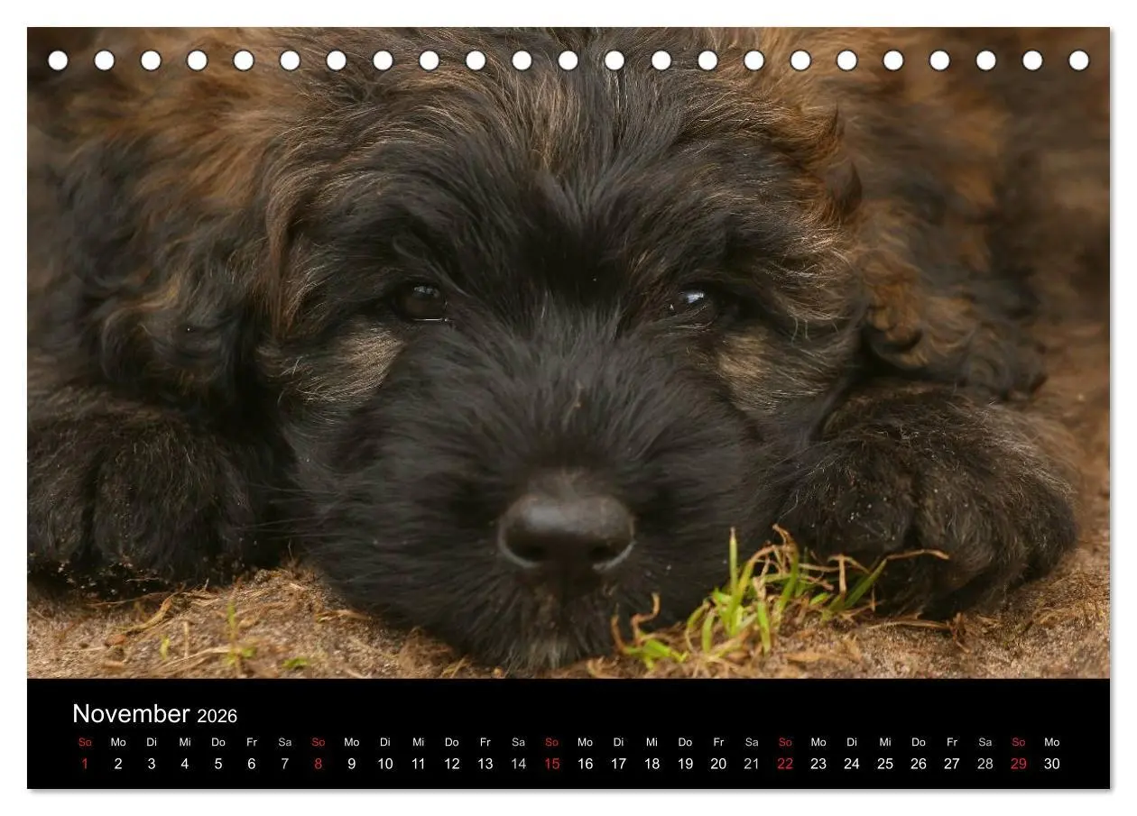 Bild: 9783516223118 | Bouvier des Flandres (Tischkalender 2026 DIN A5 quer), CALVENDO...