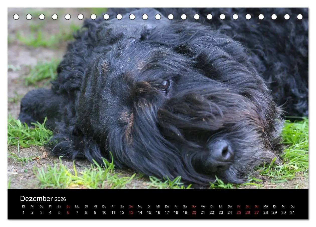 Bild: 9783516223118 | Bouvier des Flandres (Tischkalender 2026 DIN A5 quer), CALVENDO...