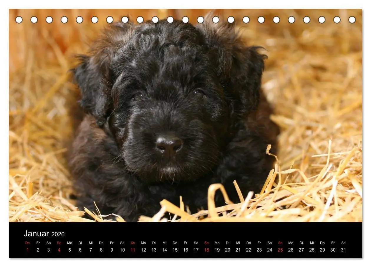 Bild: 9783516223118 | Bouvier des Flandres (Tischkalender 2026 DIN A5 quer), CALVENDO...