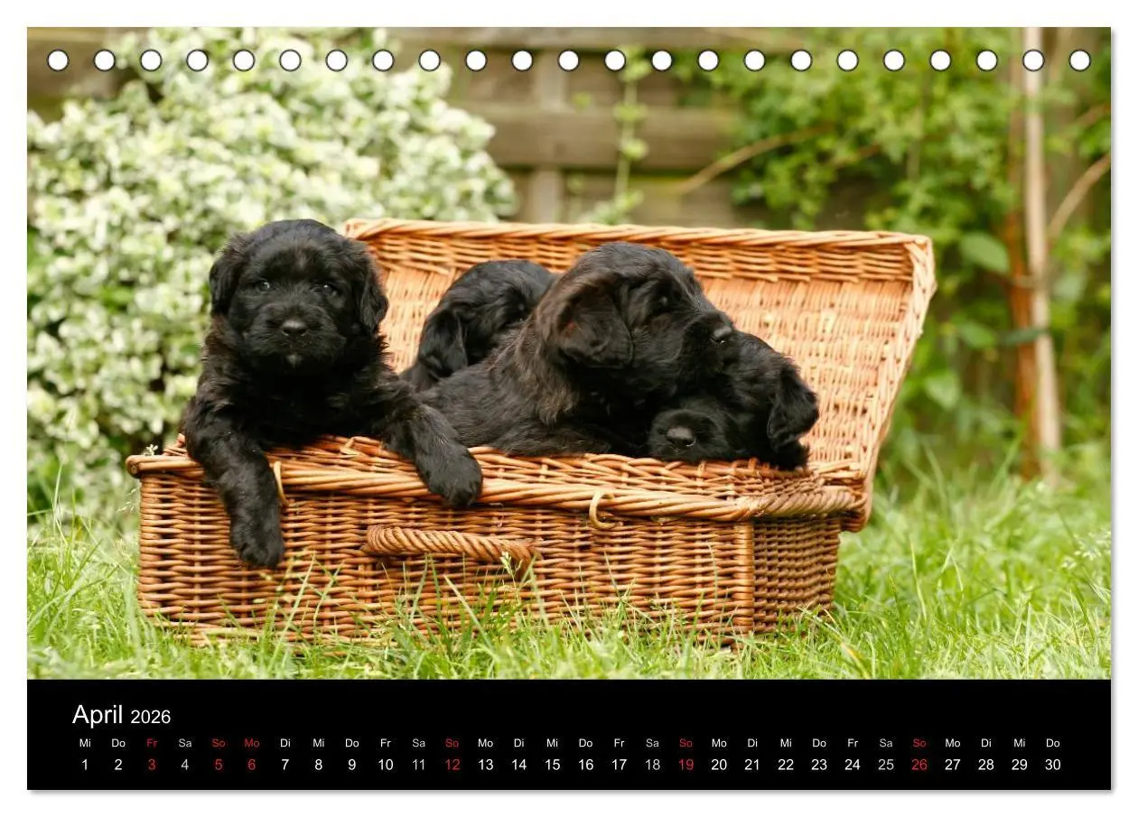 Bild: 9783516223118 | Bouvier des Flandres (Tischkalender 2026 DIN A5 quer), CALVENDO...