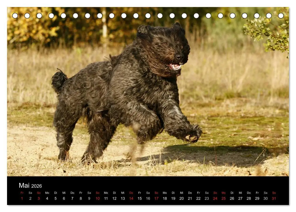 Bild: 9783516223118 | Bouvier des Flandres (Tischkalender 2026 DIN A5 quer), CALVENDO...