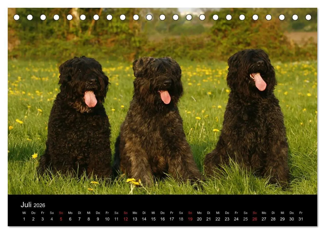 Bild: 9783516223118 | Bouvier des Flandres (Tischkalender 2026 DIN A5 quer), CALVENDO...