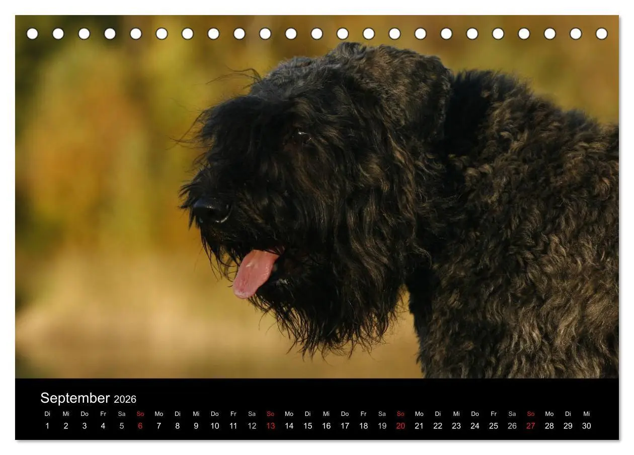 Bild: 9783516223118 | Bouvier des Flandres (Tischkalender 2026 DIN A5 quer), CALVENDO...