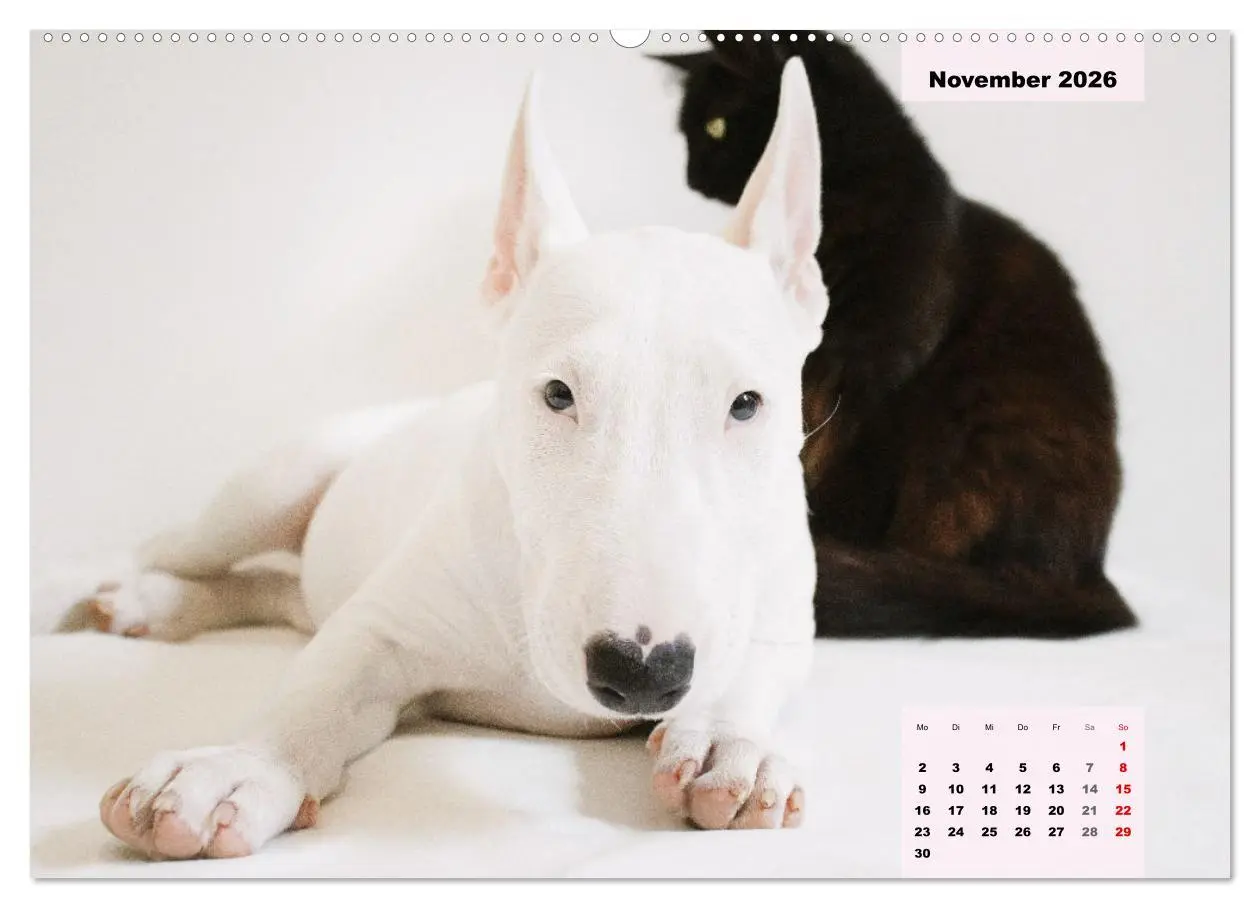 Bild: 9783457423318 | Bullterrier. Freudiges Wesen und Charakter (hochwertiger Premium...