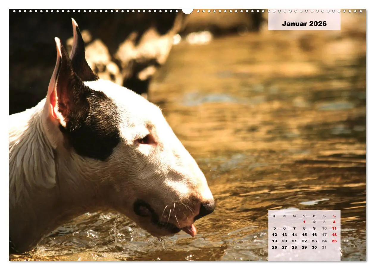 Bild: 9783457423318 | Bullterrier. Freudiges Wesen und Charakter (hochwertiger Premium...
