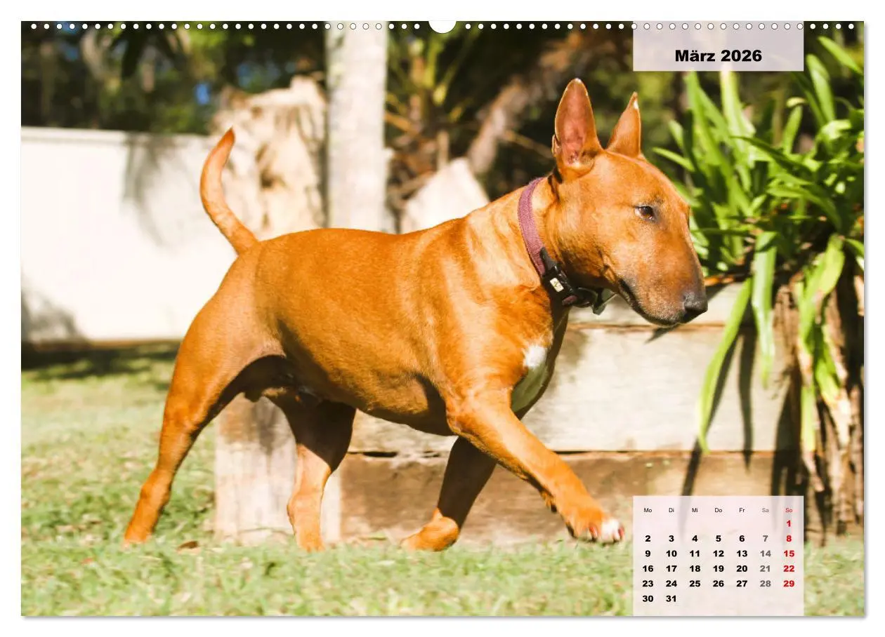 Bild: 9783457423318 | Bullterrier. Freudiges Wesen und Charakter (hochwertiger Premium...