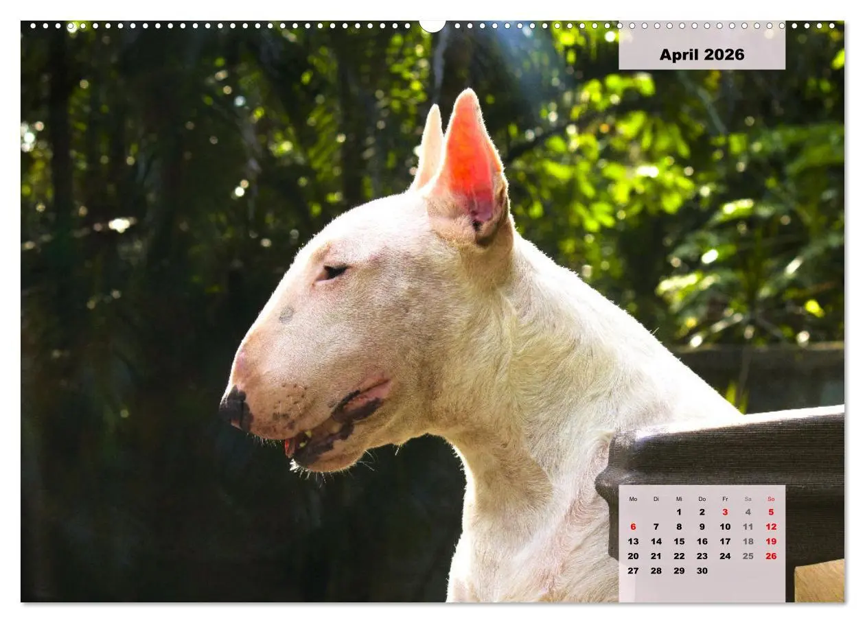Bild: 9783457423318 | Bullterrier. Freudiges Wesen und Charakter (hochwertiger Premium...