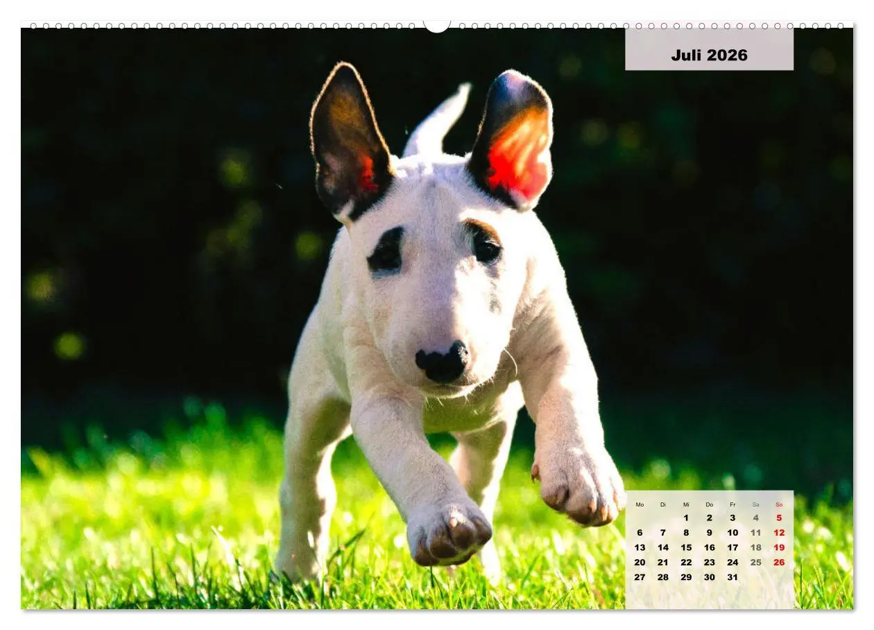Bild: 9783457423318 | Bullterrier. Freudiges Wesen und Charakter (hochwertiger Premium...