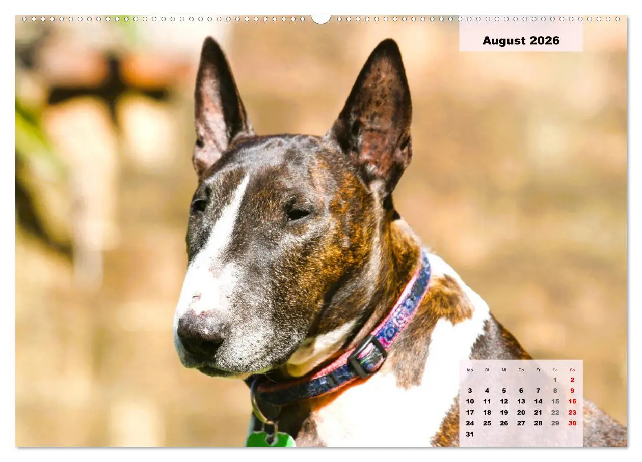 Bild: 9783457423318 | Bullterrier. Freudiges Wesen und Charakter (hochwertiger Premium...