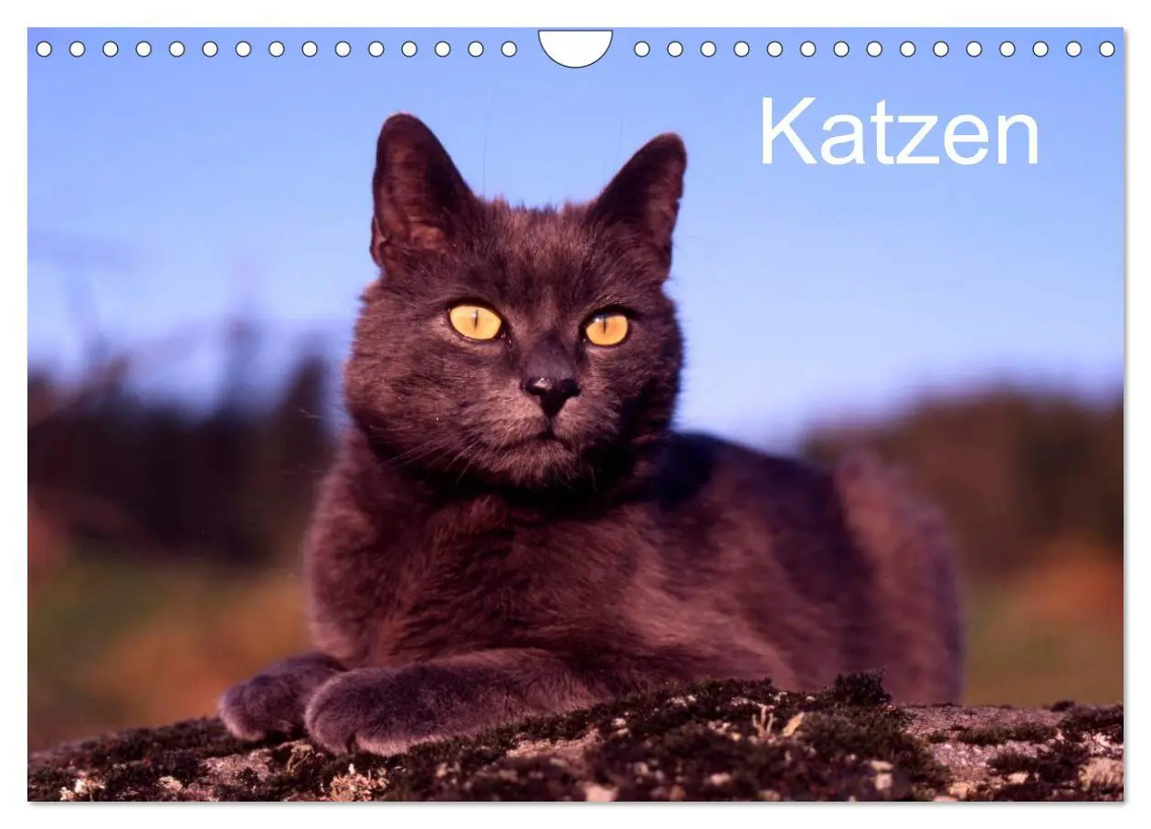 Cover: 9783516203318 | Katzen (Wandkalender 2026 DIN A4 quer), CALVENDO Monatskalender | 2026