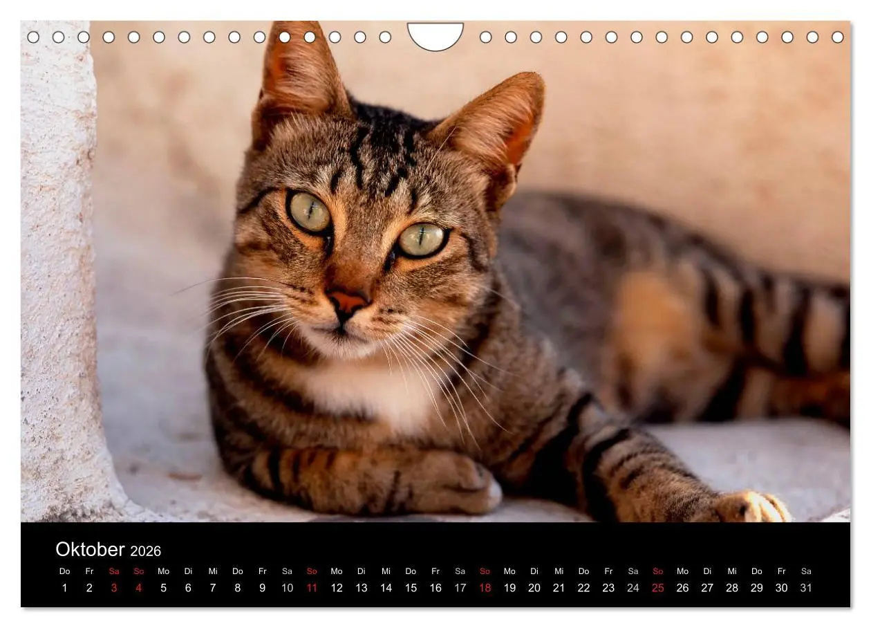 Bild: 9783516203318 | Katzen (Wandkalender 2026 DIN A4 quer), CALVENDO Monatskalender | 2026
