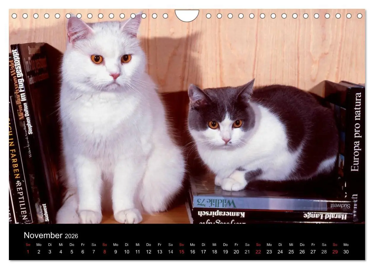 Bild: 9783516203318 | Katzen (Wandkalender 2026 DIN A4 quer), CALVENDO Monatskalender | 2026