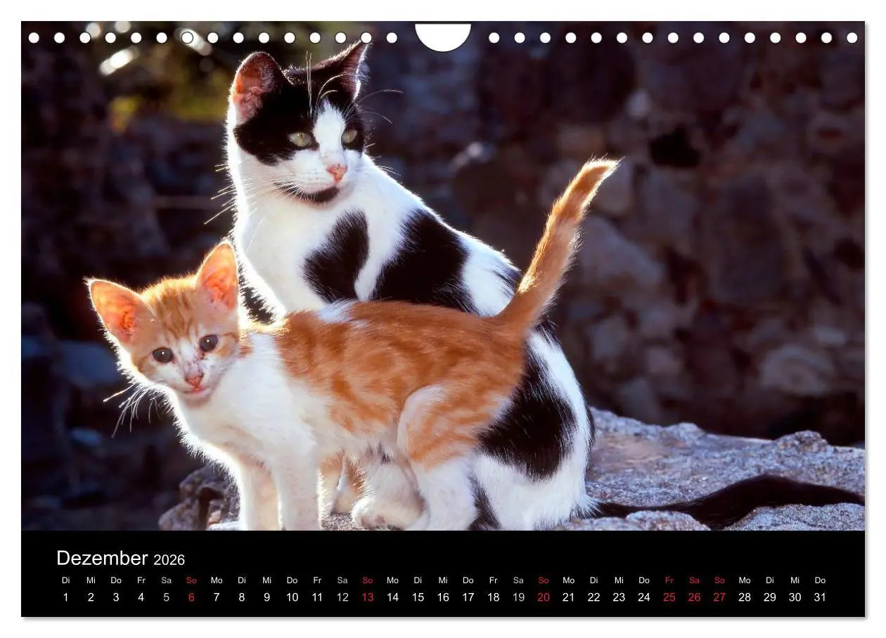 Bild: 9783516203318 | Katzen (Wandkalender 2026 DIN A4 quer), CALVENDO Monatskalender | 2026