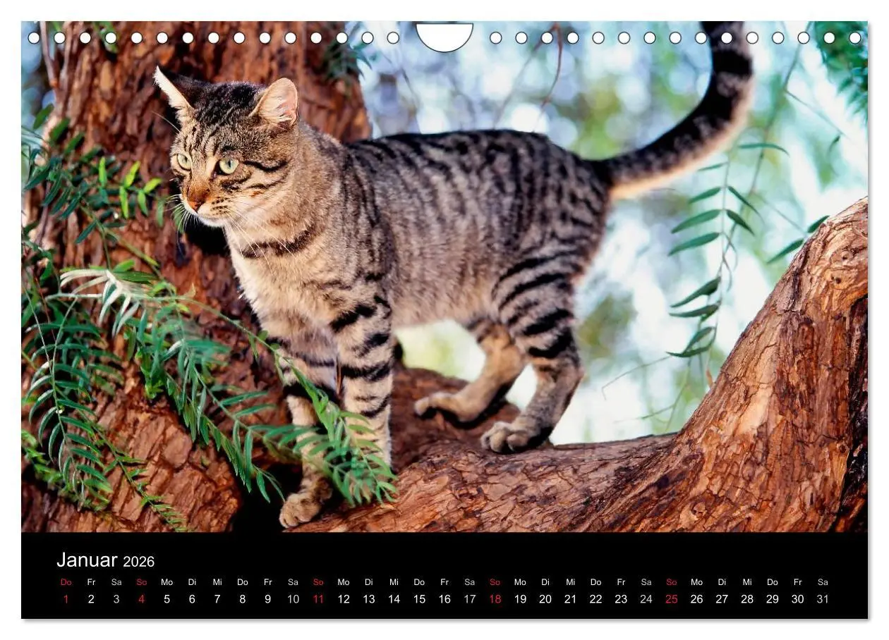 Bild: 9783516203318 | Katzen (Wandkalender 2026 DIN A4 quer), CALVENDO Monatskalender | 2026