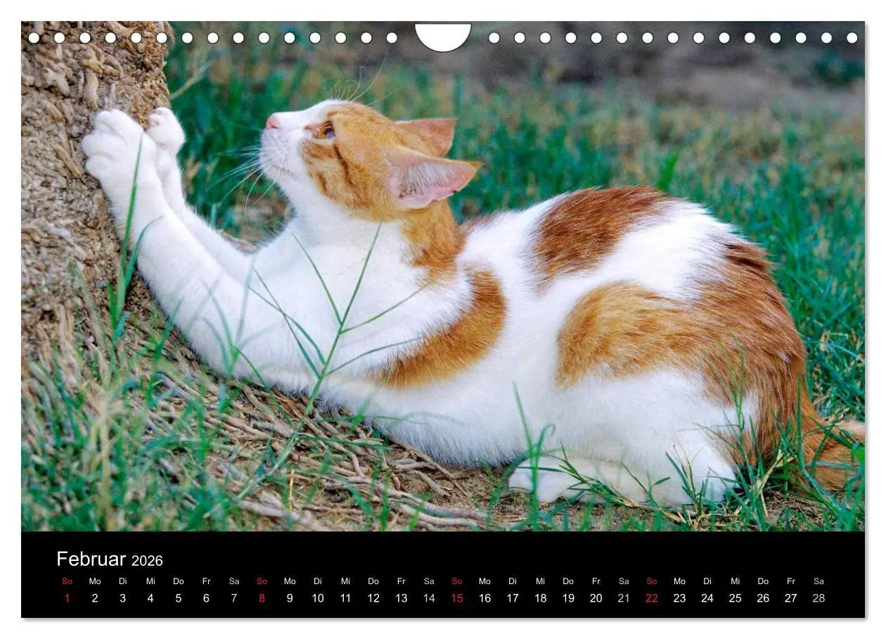 Bild: 9783516203318 | Katzen (Wandkalender 2026 DIN A4 quer), CALVENDO Monatskalender | 2026