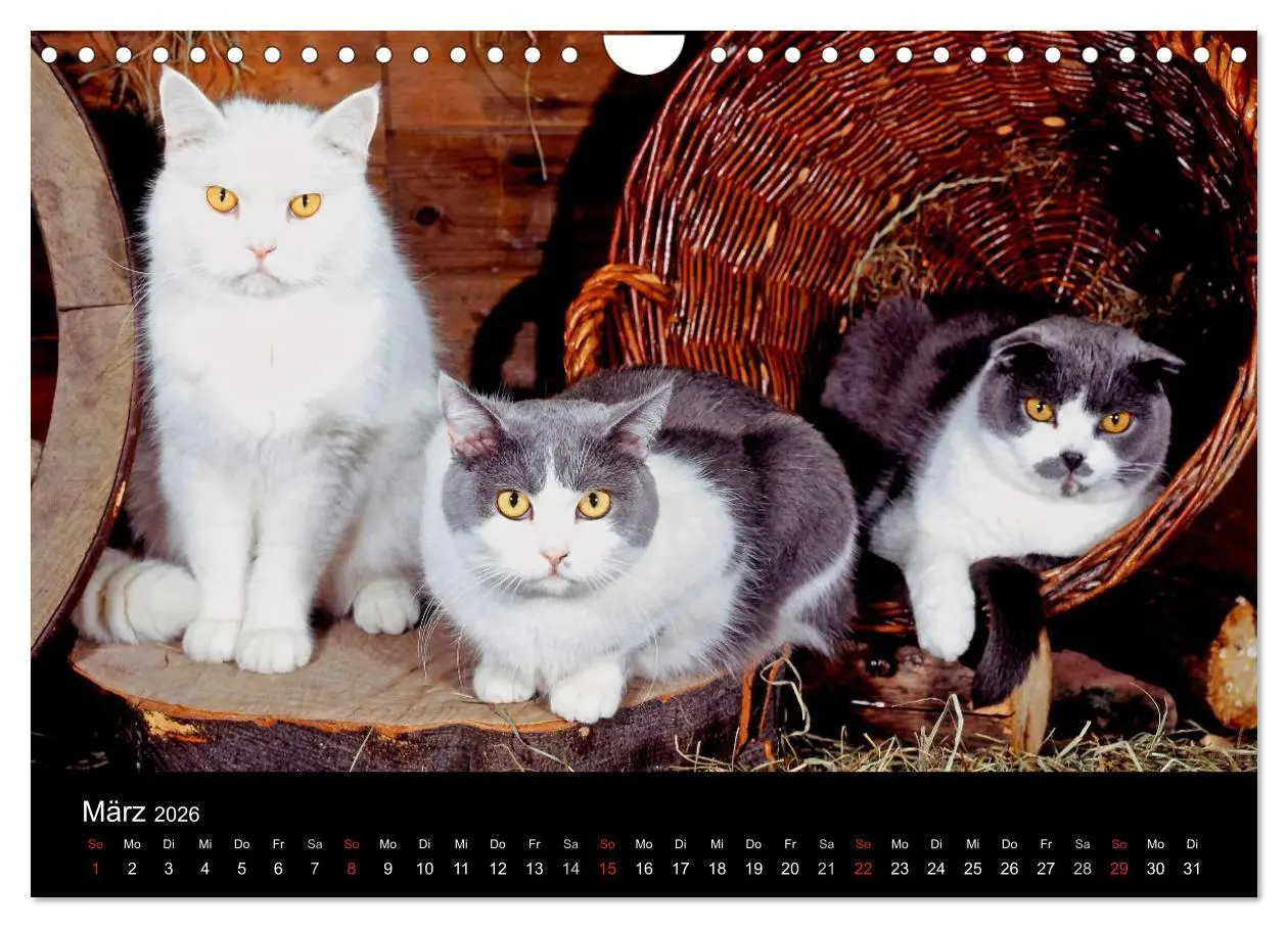Bild: 9783516203318 | Katzen (Wandkalender 2026 DIN A4 quer), CALVENDO Monatskalender | 2026