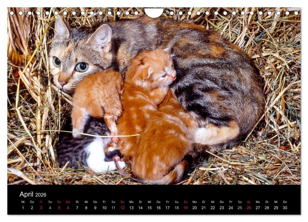 Bild: 9783516203318 | Katzen (Wandkalender 2026 DIN A4 quer), CALVENDO Monatskalender | 2026