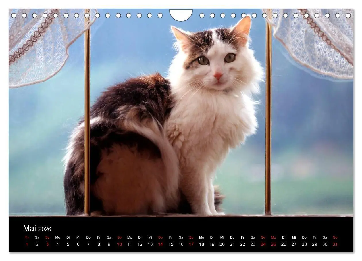 Bild: 9783516203318 | Katzen (Wandkalender 2026 DIN A4 quer), CALVENDO Monatskalender | 2026