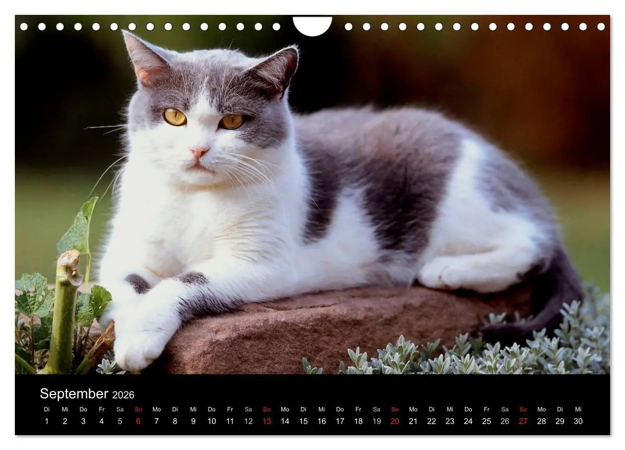 Bild: 9783516203318 | Katzen (Wandkalender 2026 DIN A4 quer), CALVENDO Monatskalender | 2026
