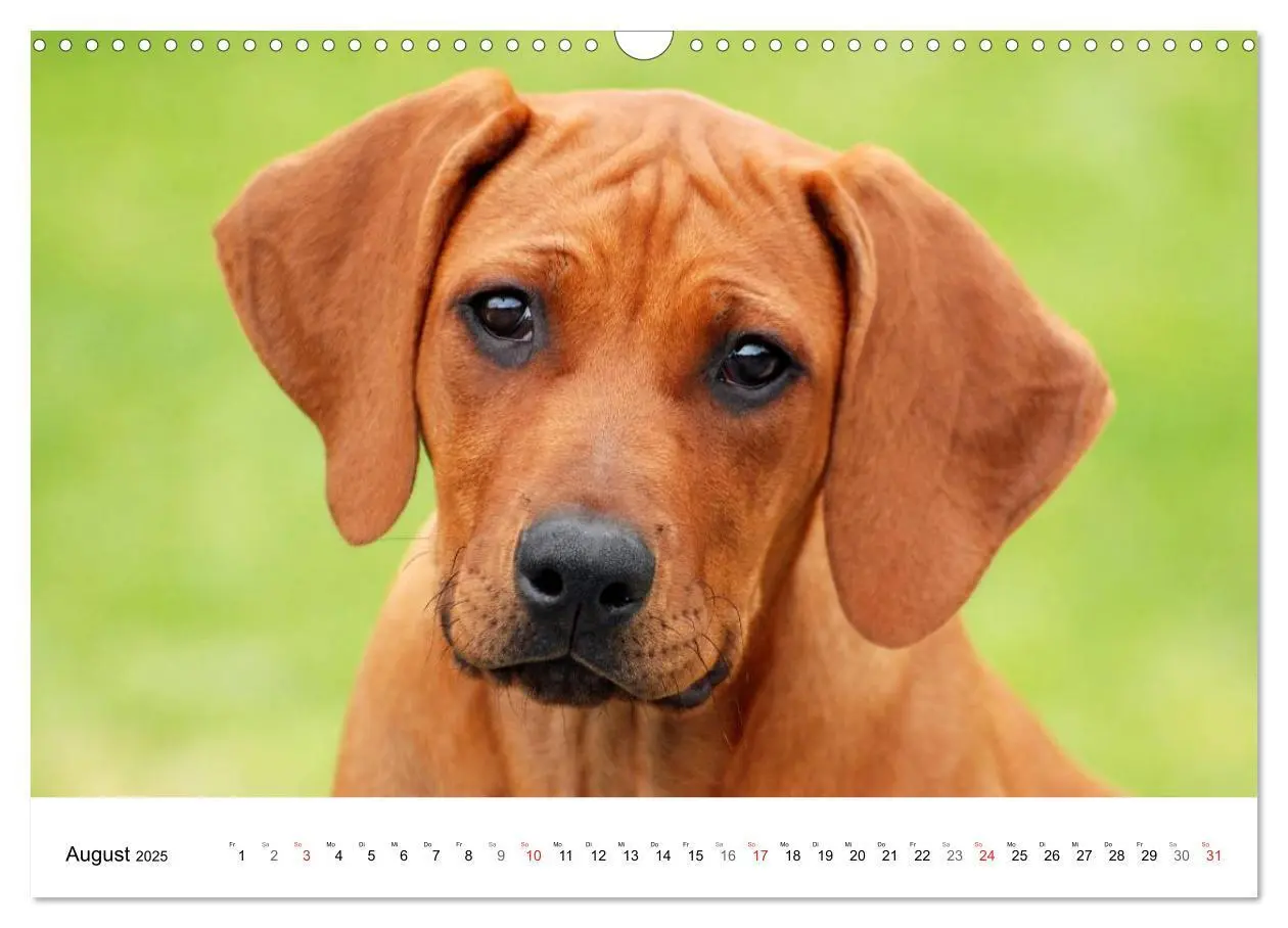 Bild: 9783435623518 | Rhodesian Ridgeback Welpen (Wandkalender 2025 DIN A3 quer),...