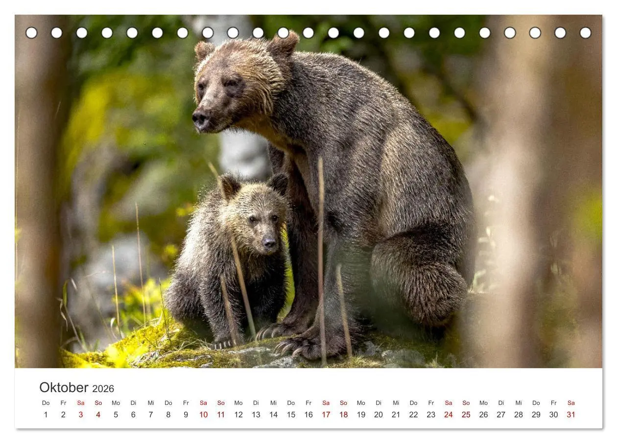 Bild: 9783457563618 | Bären - Pandas, Grizzlybären und Co. (Tischkalender 2026 DIN A5...