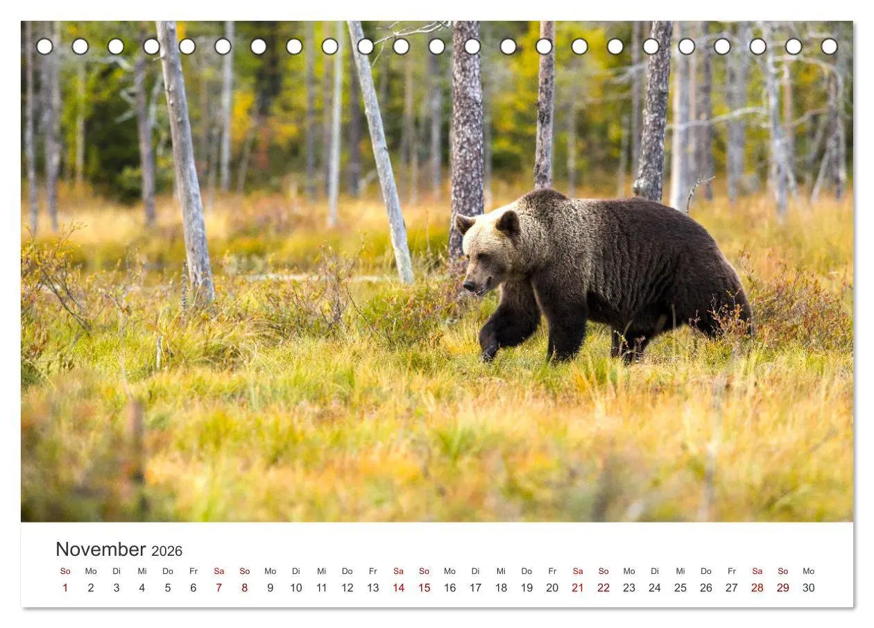 Bild: 9783457563618 | Bären - Pandas, Grizzlybären und Co. (Tischkalender 2026 DIN A5...