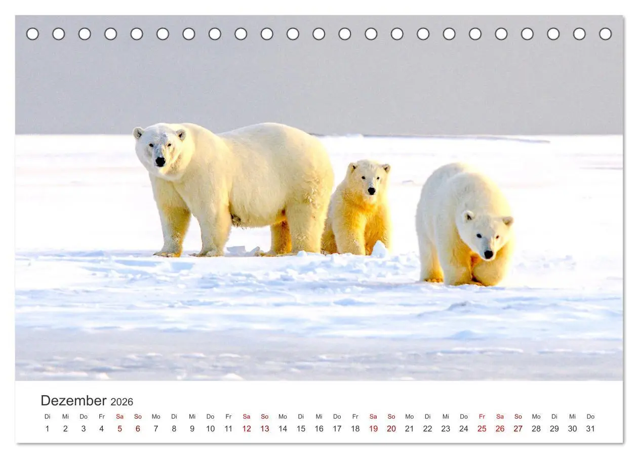 Bild: 9783457563618 | Bären - Pandas, Grizzlybären und Co. (Tischkalender 2026 DIN A5...