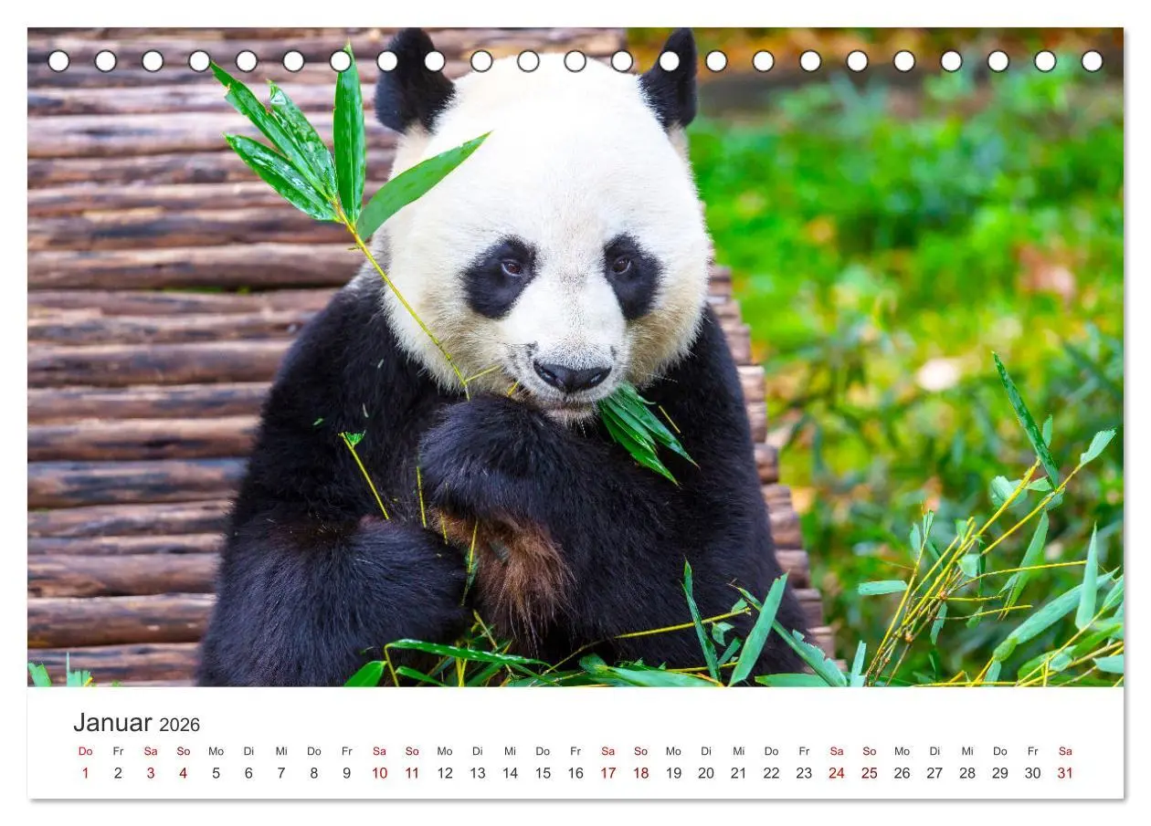 Bild: 9783457563618 | Bären - Pandas, Grizzlybären und Co. (Tischkalender 2026 DIN A5...