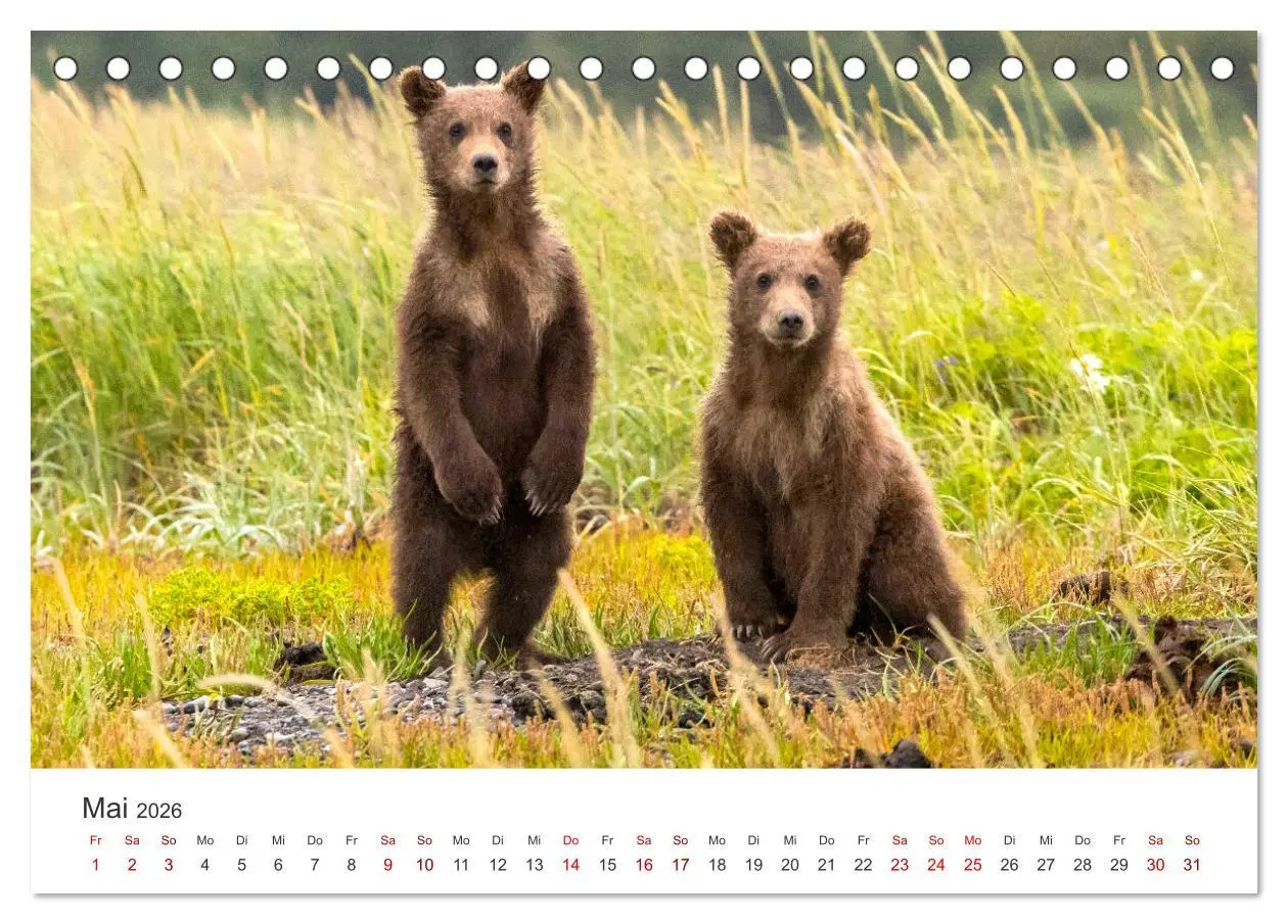 Bild: 9783457563618 | Bären - Pandas, Grizzlybären und Co. (Tischkalender 2026 DIN A5...