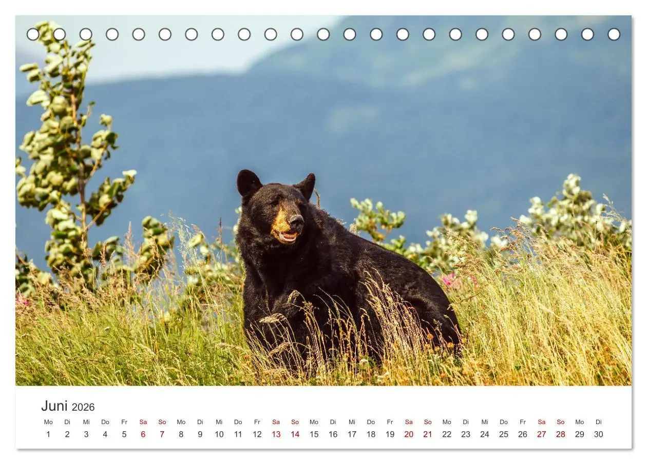 Bild: 9783457563618 | Bären - Pandas, Grizzlybären und Co. (Tischkalender 2026 DIN A5...