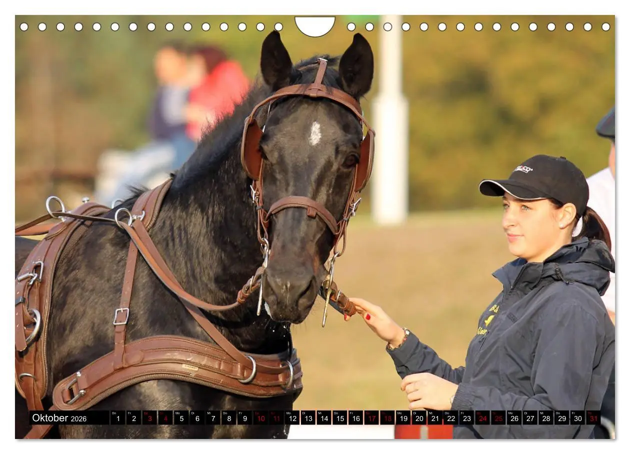 Bild: 9783457873618 | Schwere Warmblüter 2026 (Wandkalender 2026 DIN A4 quer), CALVENDO...
