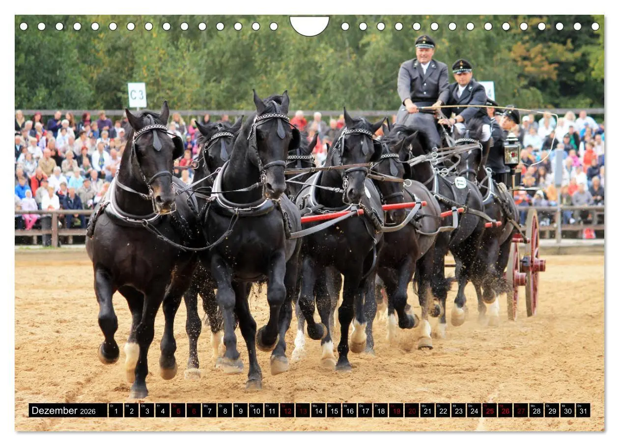 Bild: 9783457873618 | Schwere Warmblüter 2026 (Wandkalender 2026 DIN A4 quer), CALVENDO...