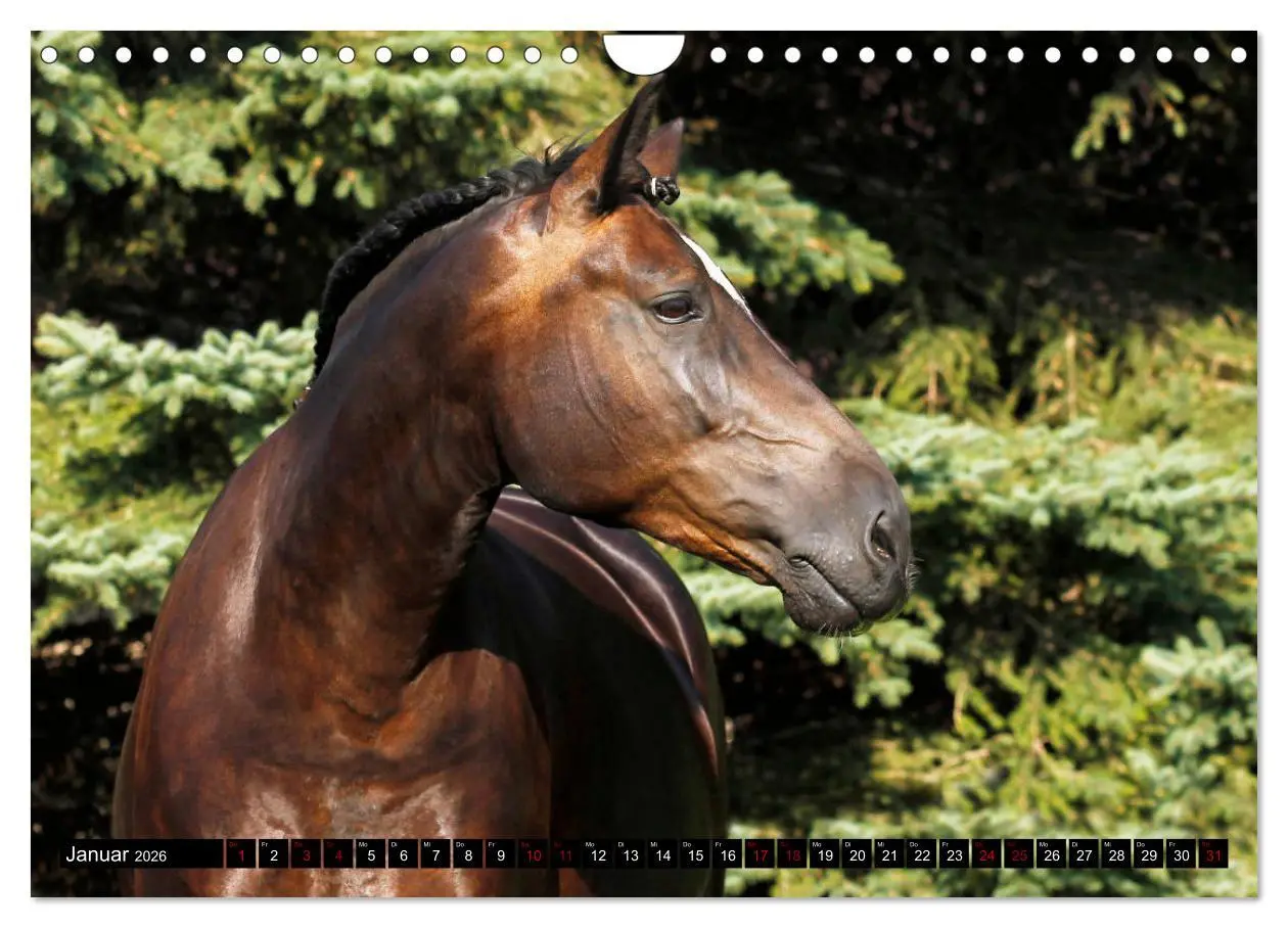 Bild: 9783457873618 | Schwere Warmblüter 2026 (Wandkalender 2026 DIN A4 quer), CALVENDO...