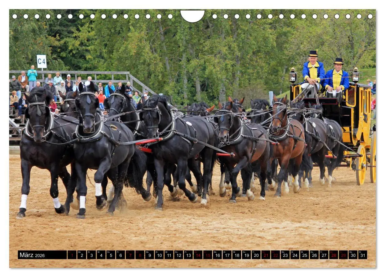 Bild: 9783457873618 | Schwere Warmblüter 2026 (Wandkalender 2026 DIN A4 quer), CALVENDO...