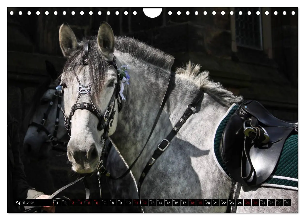 Bild: 9783457873618 | Schwere Warmblüter 2026 (Wandkalender 2026 DIN A4 quer), CALVENDO...