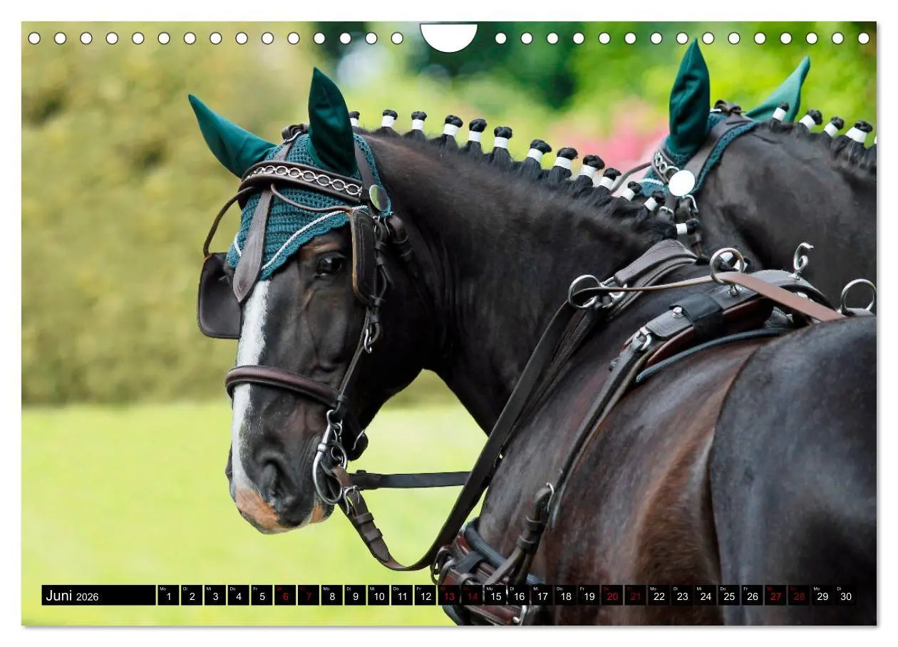 Bild: 9783457873618 | Schwere Warmblüter 2026 (Wandkalender 2026 DIN A4 quer), CALVENDO...