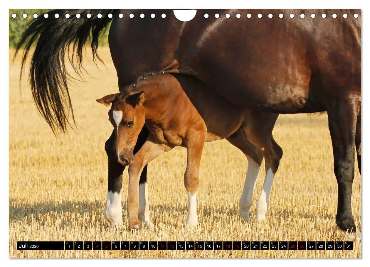 Bild: 9783457873618 | Schwere Warmblüter 2026 (Wandkalender 2026 DIN A4 quer), CALVENDO...
