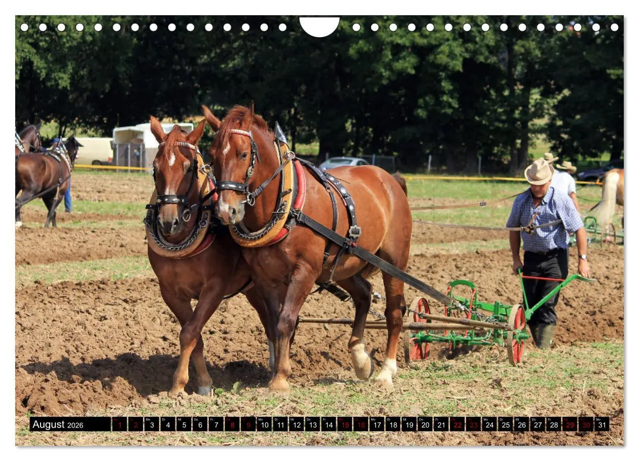 Bild: 9783457873618 | Schwere Warmblüter 2026 (Wandkalender 2026 DIN A4 quer), CALVENDO...