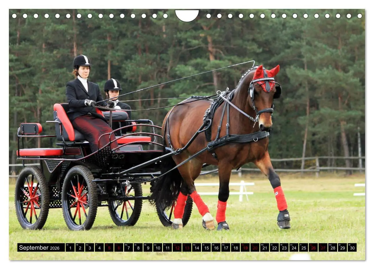 Bild: 9783457873618 | Schwere Warmblüter 2026 (Wandkalender 2026 DIN A4 quer), CALVENDO...