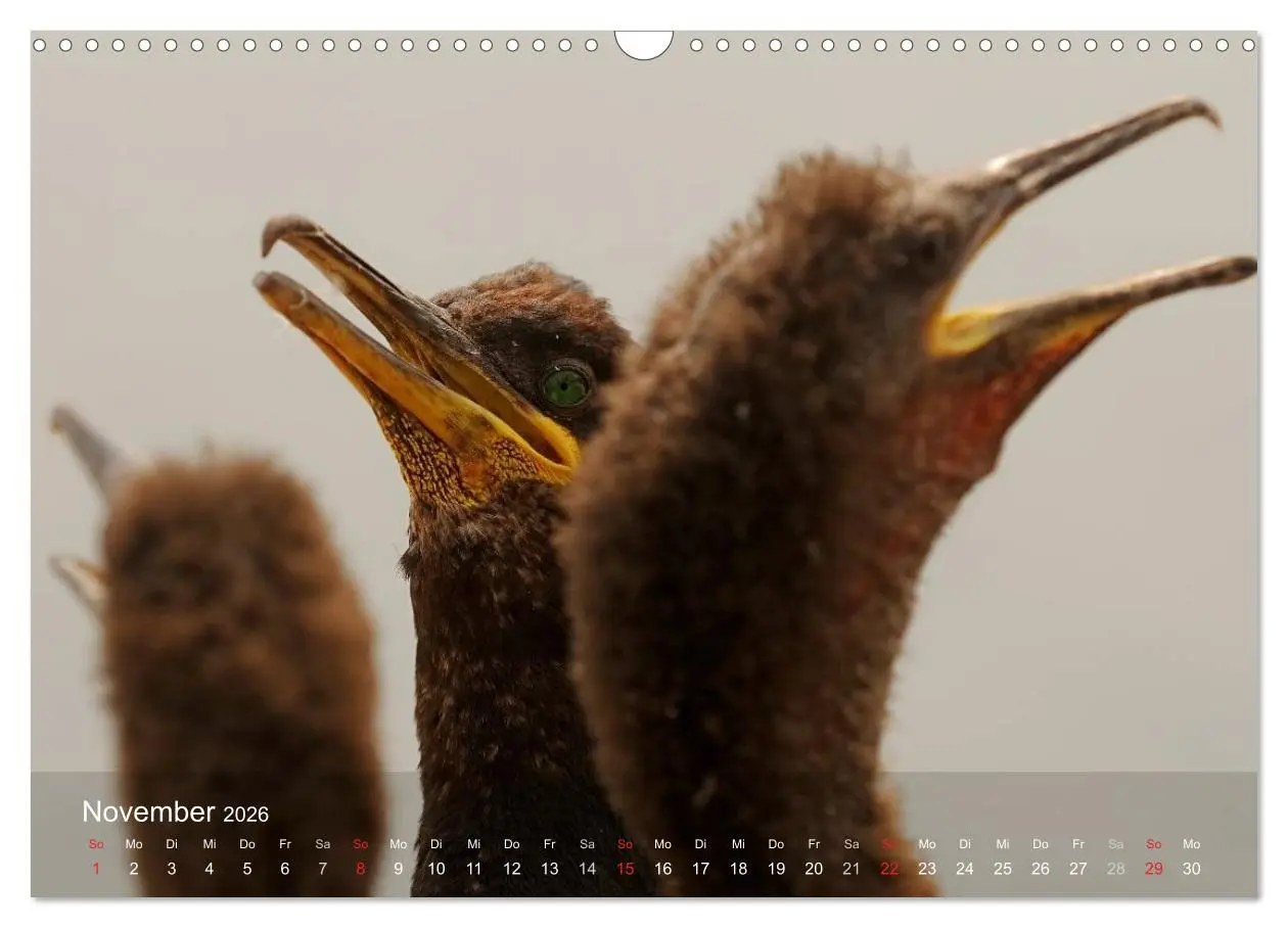 Bild: 9783516193718 | Nordatlantische Seevögel (Wandkalender 2026 DIN A3 quer), CALVENDO...