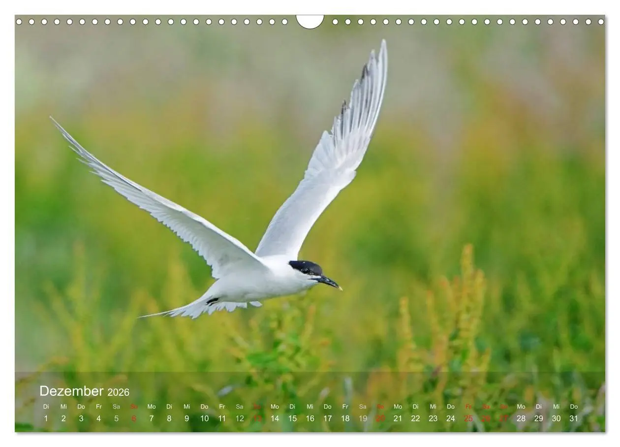 Bild: 9783516193718 | Nordatlantische Seevögel (Wandkalender 2026 DIN A3 quer), CALVENDO...