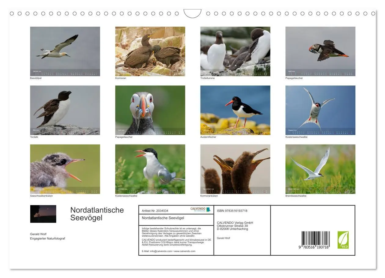 Bild: 9783516193718 | Nordatlantische Seevögel (Wandkalender 2026 DIN A3 quer), CALVENDO...