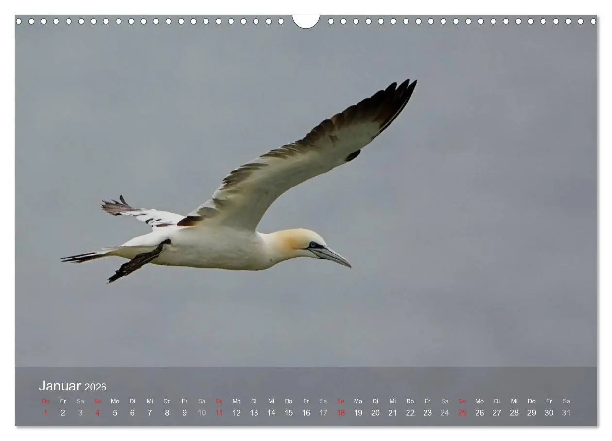 Bild: 9783516193718 | Nordatlantische Seevögel (Wandkalender 2026 DIN A3 quer), CALVENDO...