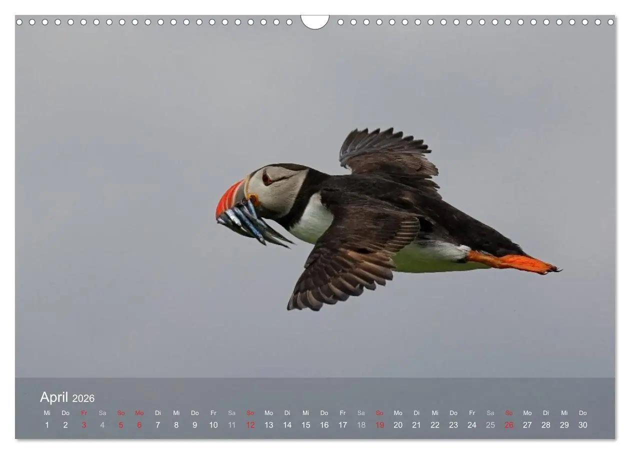Bild: 9783516193718 | Nordatlantische Seevögel (Wandkalender 2026 DIN A3 quer), CALVENDO...