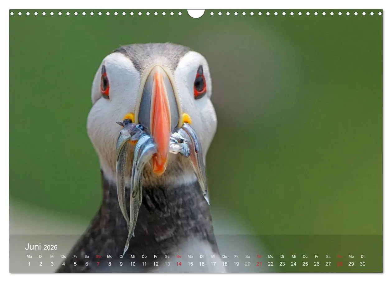 Bild: 9783516193718 | Nordatlantische Seevögel (Wandkalender 2026 DIN A3 quer), CALVENDO...