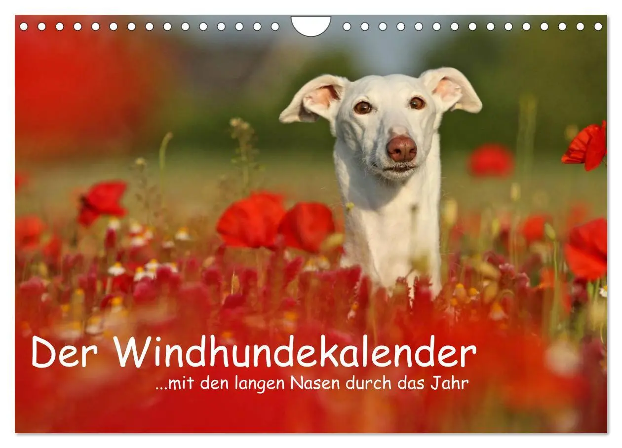 Cover: 9783516173918 | Der Windhundekalender (Wandkalender 2026 DIN A4 quer), CALVENDO...
