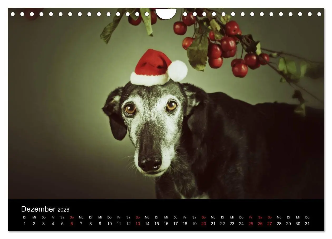 Bild: 9783516173918 | Der Windhundekalender (Wandkalender 2026 DIN A4 quer), CALVENDO...