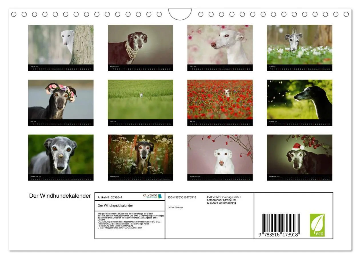 Bild: 9783516173918 | Der Windhundekalender (Wandkalender 2026 DIN A4 quer), CALVENDO...